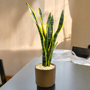 Sansevieria Trifasciata Plant (Snake Plant)